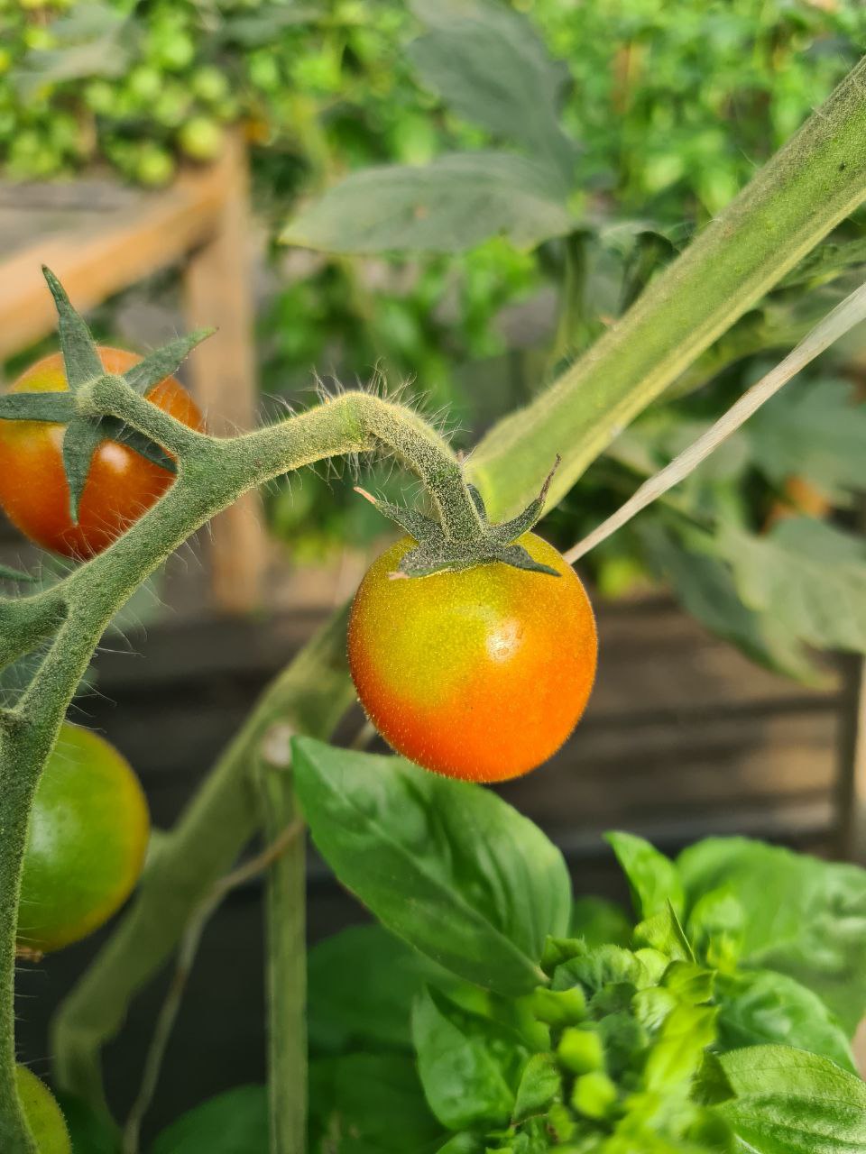 The production is certified by Organic Standard, which confirms its compliance with the requirements for organic production in accordance with the Law of Ukraine and the requirements of organic legislation of other countries.