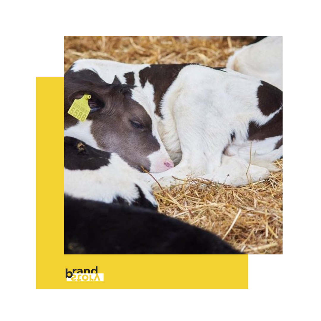 Cows are raised in free-range conditions and fed with carefully selected natural feeds grown on the farm.