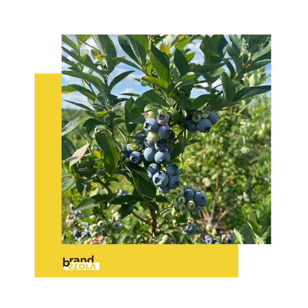 Located 60 km from Kyiv, the farm survived the occupation, which had a significant impact on their operations.