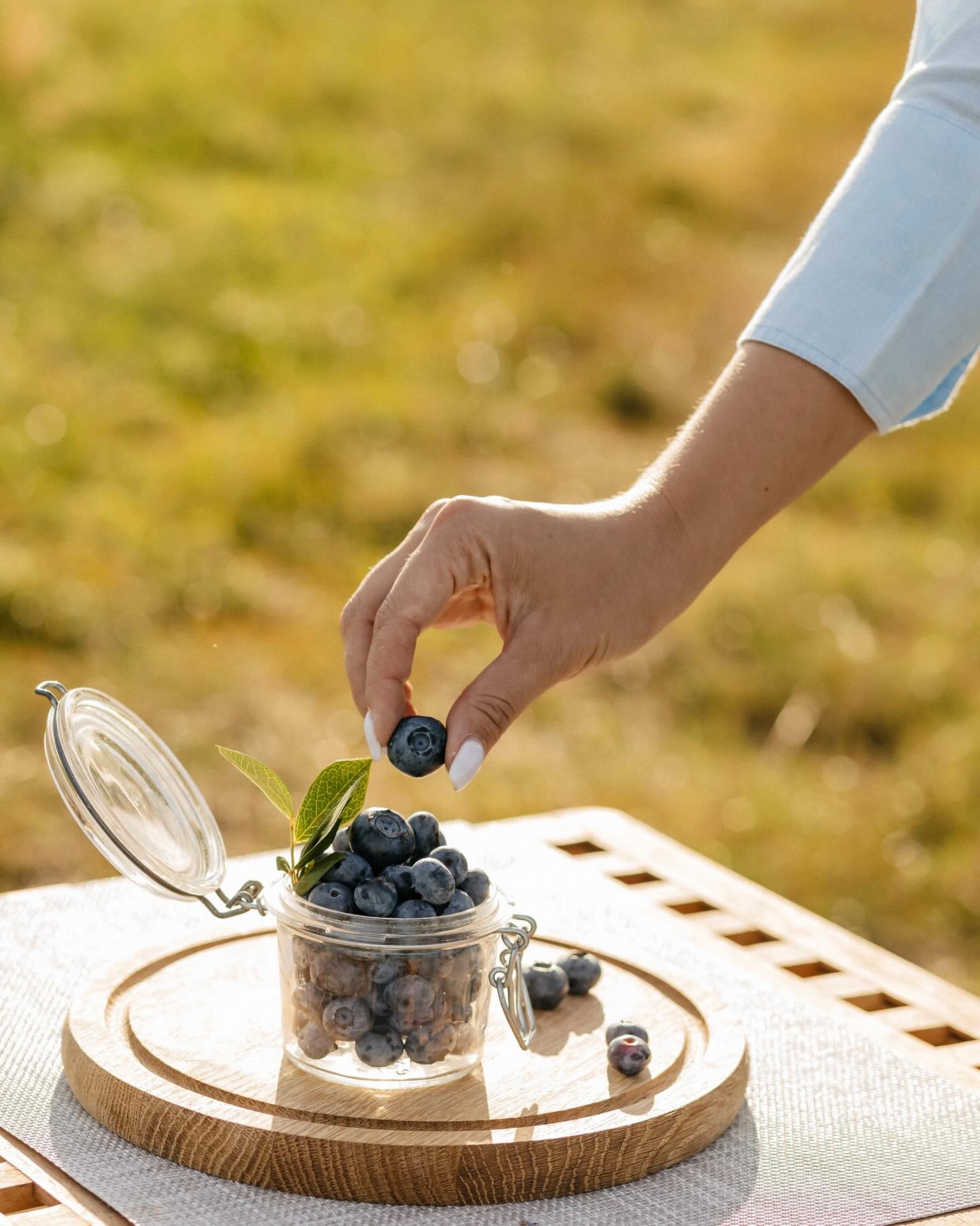 The farm offers 5 varieties of blueberries, and the harvest season lasts from late June to mid-September. The company focuses on the domestic market and exports, and it has also launched berry processing.